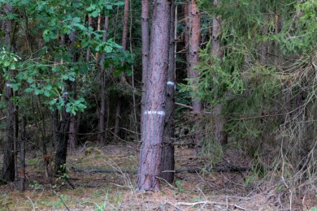 Herrenwald Stadtallendorf 2020-10-04 03