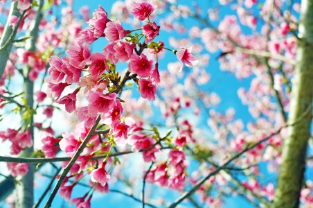 Hua xie plant spring