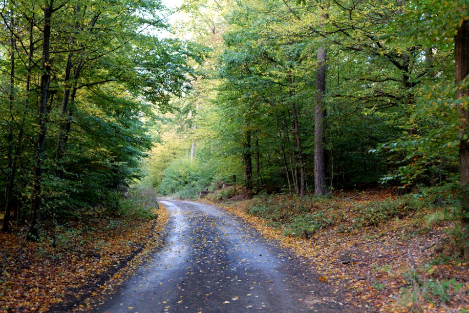 Herrenwald Stadtallendorf 2020-10-07 48
