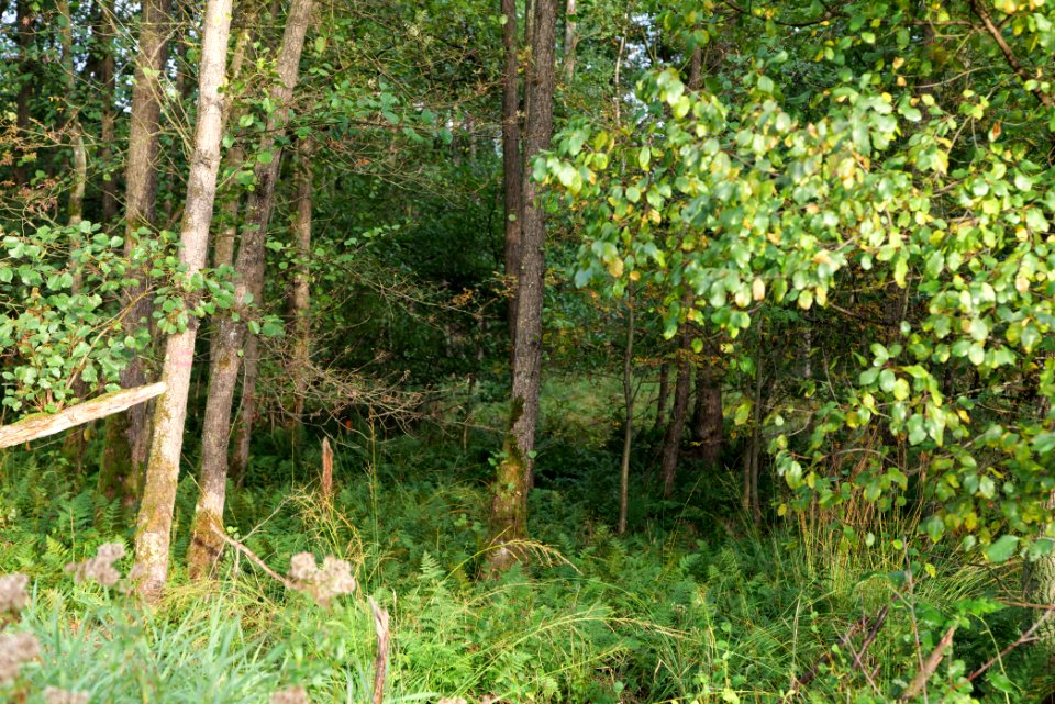 Herrenwald Stadtallendorf 2020-10-07 21