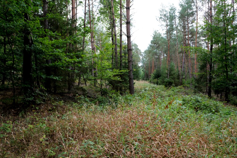 Herrenwald Stadtallendorf 2020-10-04 02