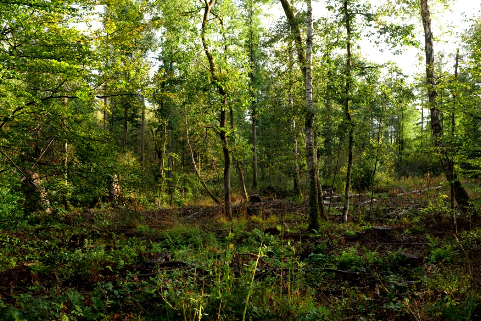 Herrenwald Stadtallendorf 2020-10-07 06