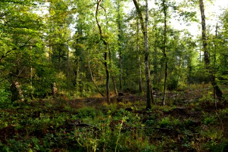 Herrenwald Stadtallendorf 2020-10-07 06