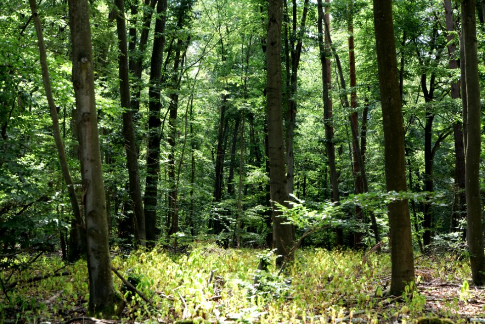 Herrensee, Lange-Damm-Wiesen und Barnim-Hänge 2020-08-05 46