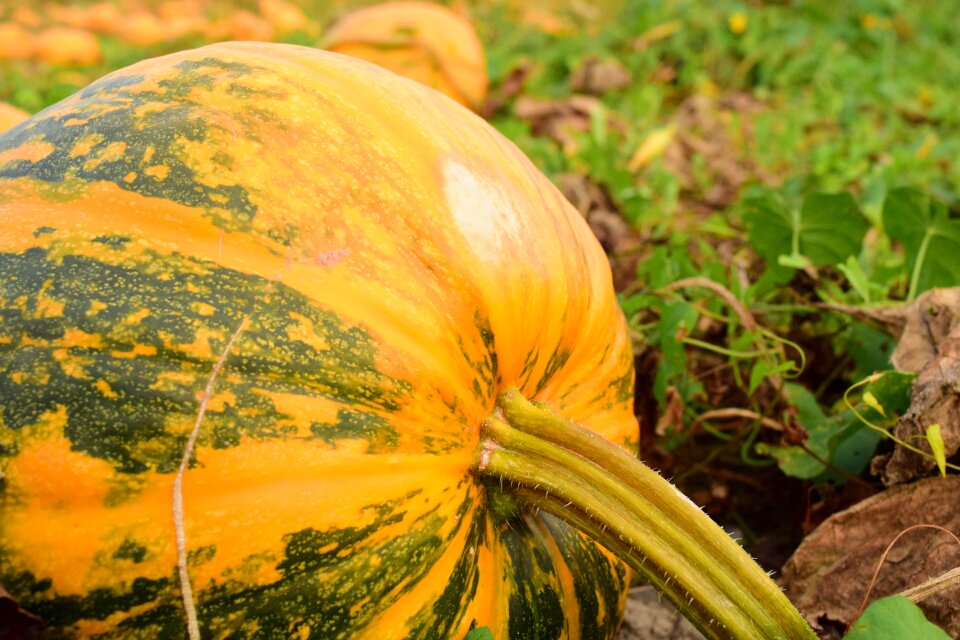 Color harvest time colorful