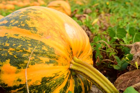 Color harvest time colorful