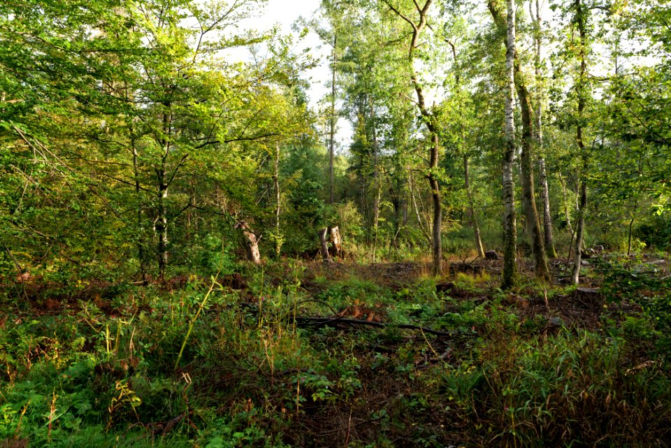 Herrenwald Stadtallendorf 2020-10-07 04