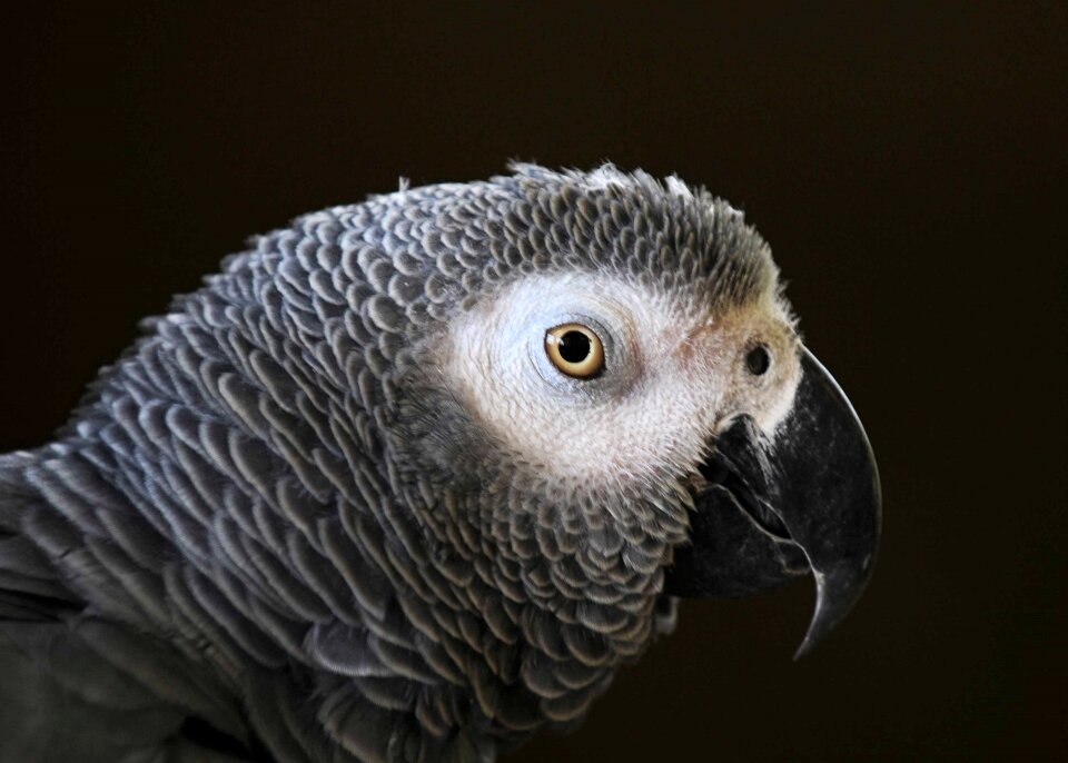 Bird beak portrait