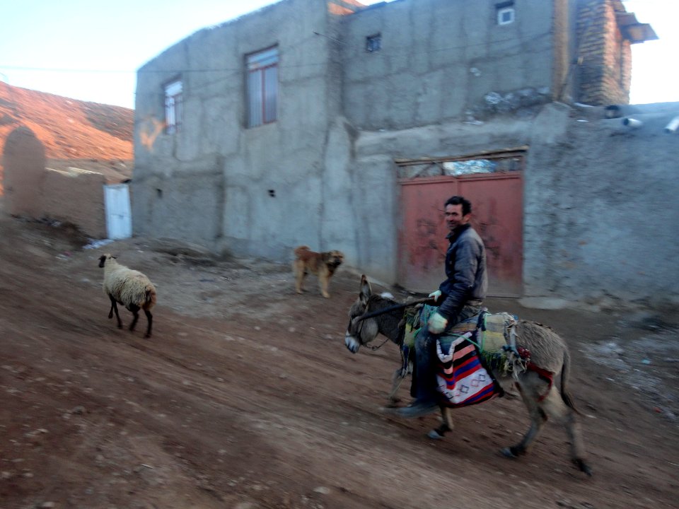 Herd of goats - Ma'dan village - Nishapur 1