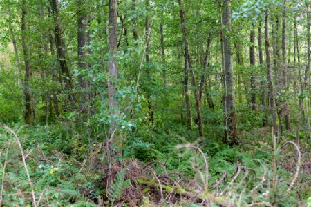 Herrenwald Stadtallendorf 2020-10-07 19