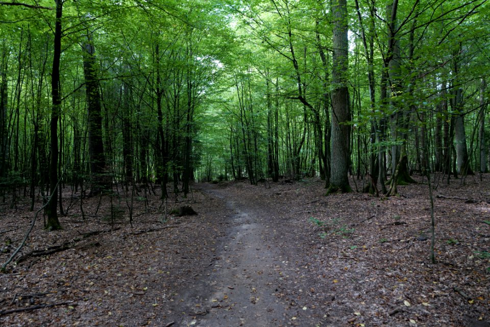 Herrenwald Stadtallendorf 2020-08-21 40