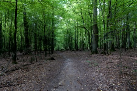 Herrenwald Stadtallendorf 2020-08-21 40
