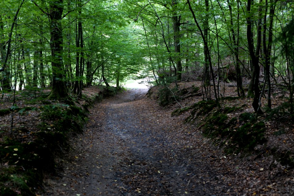 Herrenwald Stadtallendorf 2020-08-21 47
