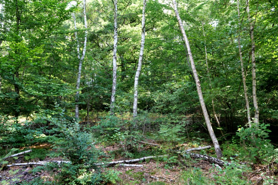 Herrenwald Stadtallendorf 2020-08-21 02