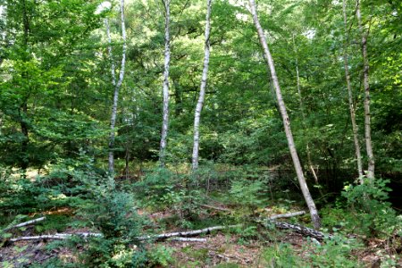 Herrenwald Stadtallendorf 2020-08-21 02
