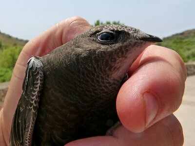 Falzilla chick hand photo