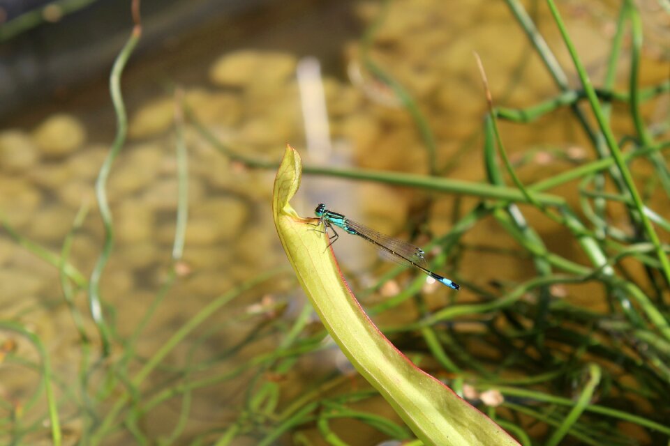 Nature water close up