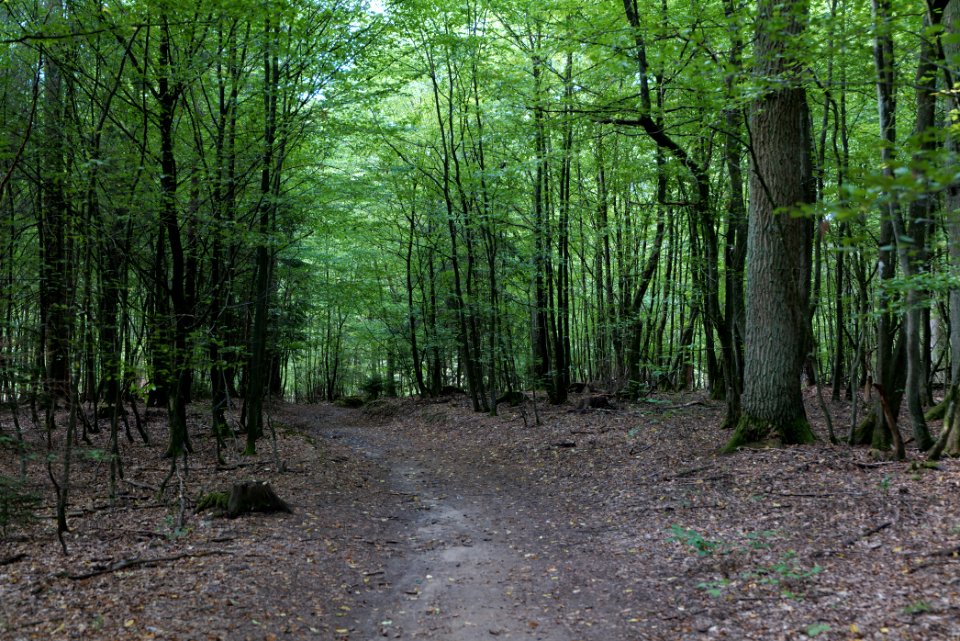 Herrenwald Stadtallendorf 2020-08-21 39