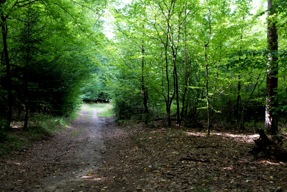 Herrenwald Stadtallendorf 2020-08-21 31