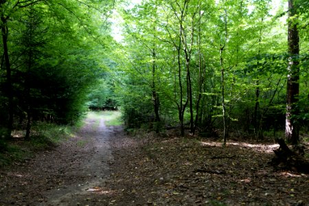 Herrenwald Stadtallendorf 2020-08-21 31
