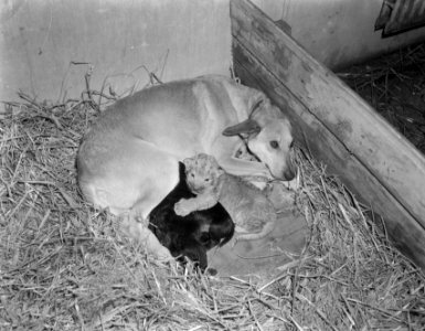 Herdershond zoogt leeuwenwelp Dierenpark Emmen, Bestanddeelnr 906-3065