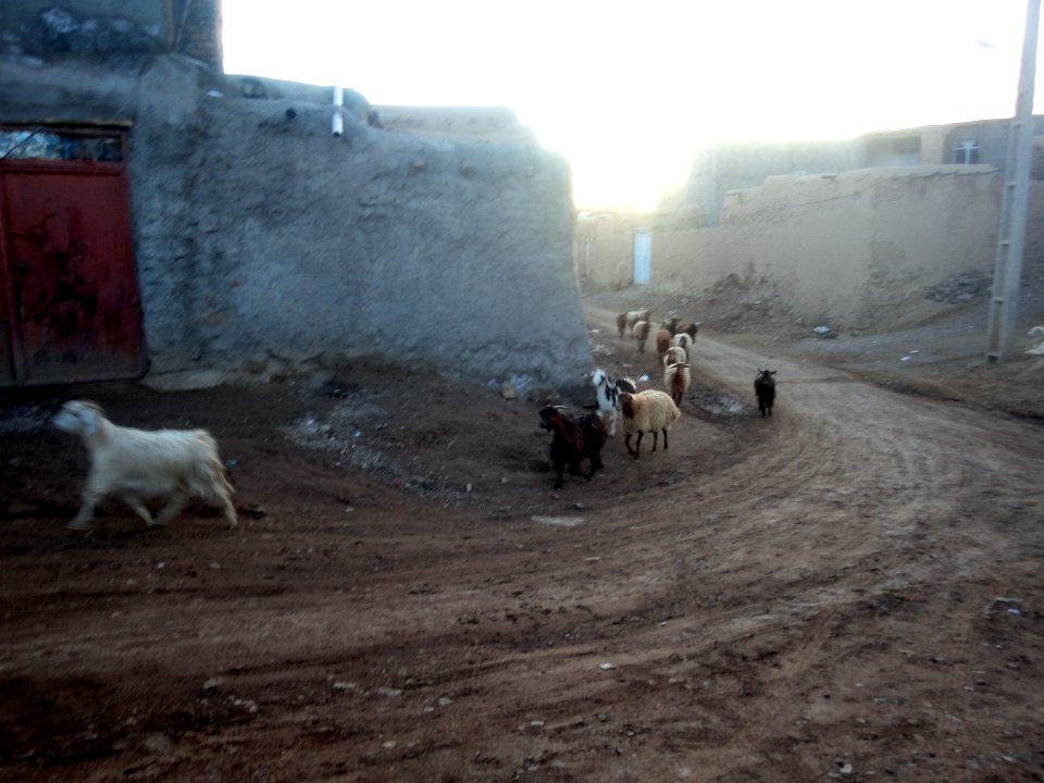 Herd of goats - Ma'dan village - Nishapur 5