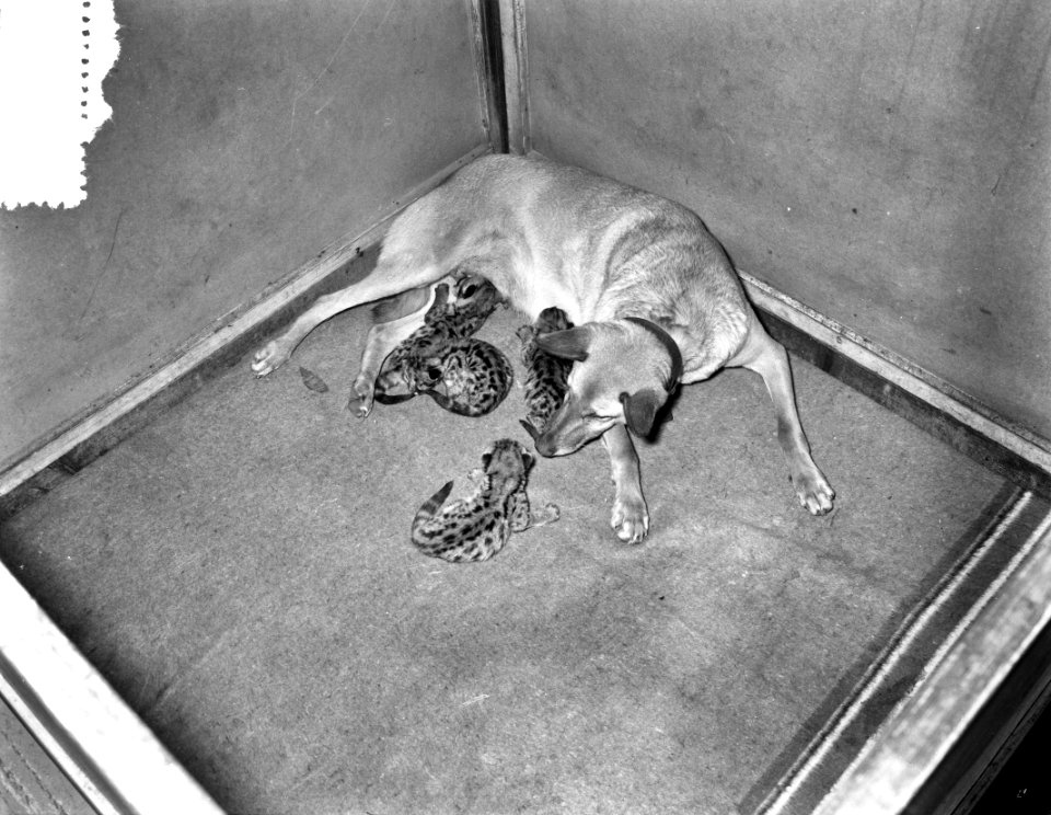 Herdershond Doggy uit Soest zoogt vier jonge poemas in Artis, Bestanddeelnr 908-1141