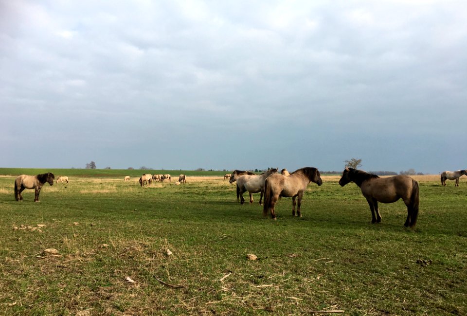 Herd of konik horses in the river forelands of the Waal (Lingewaard)