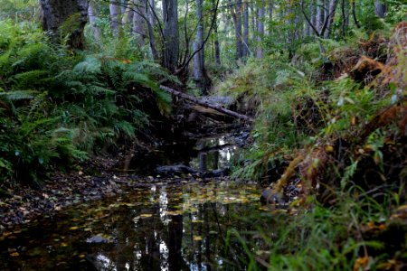 Herrenwald Stadtallendorf 2020-10-07 33