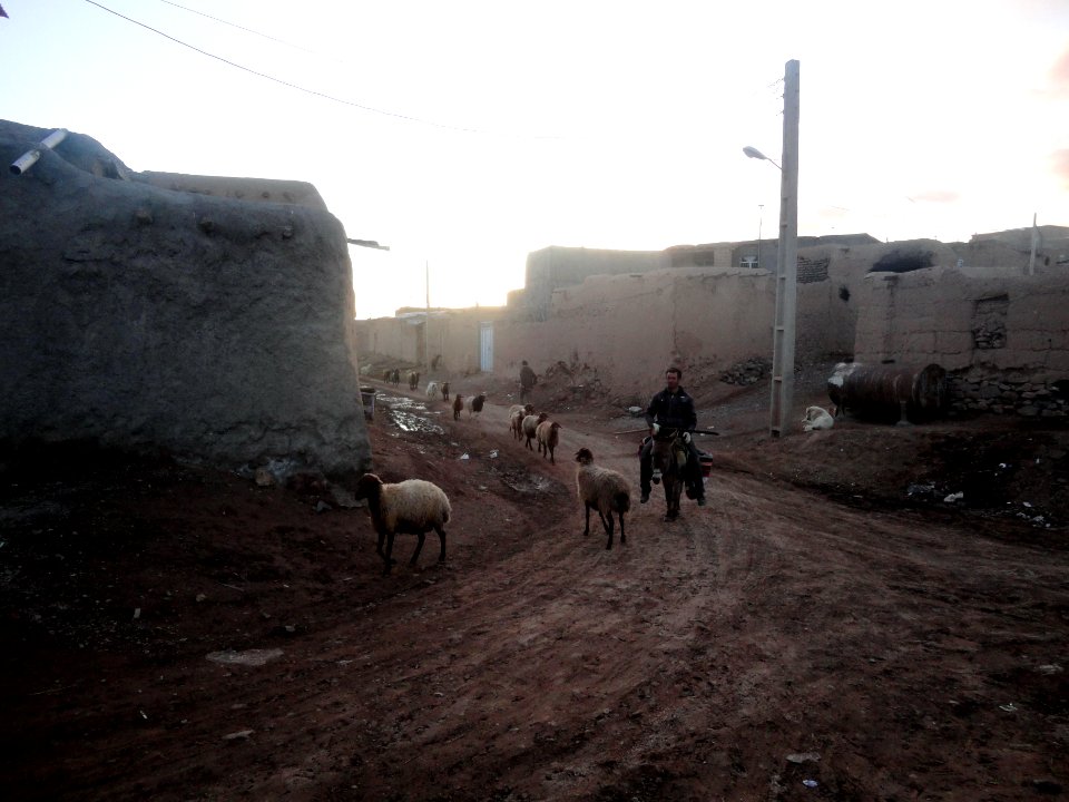 Herd of goats - Ma'dan village - Nishapur 2