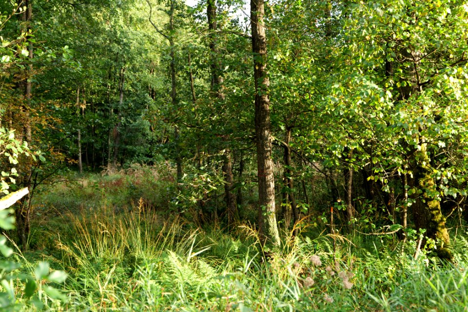 Herrenwald Stadtallendorf 2020-10-07 22
