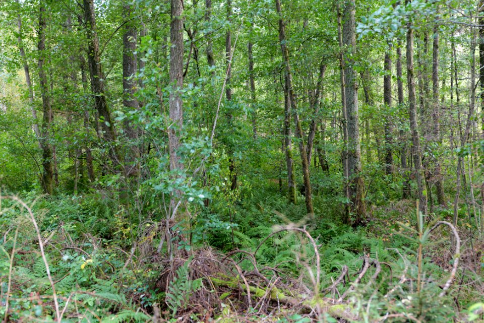 Herrenwald Stadtallendorf 2020-10-07 18