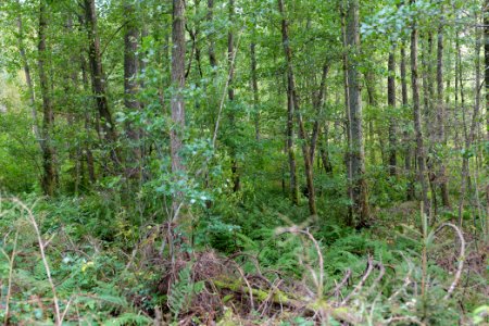 Herrenwald Stadtallendorf 2020-10-07 18