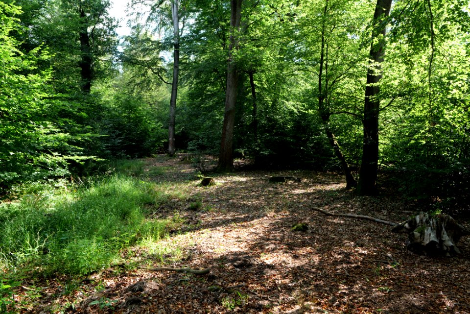 Herrenwald Stadtallendorf 2020-08-21 10