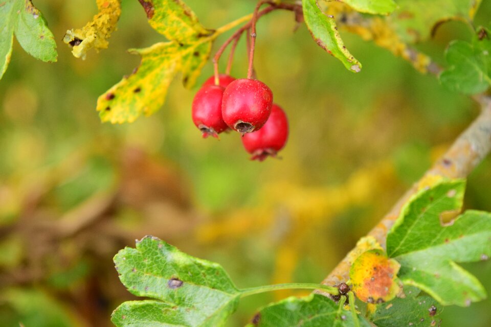 Nature bush mountain ash