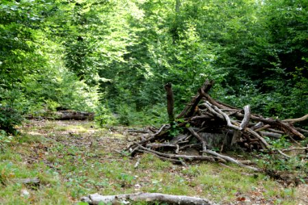 Herrenwald Stadtallendorf 2020-08-21 19
