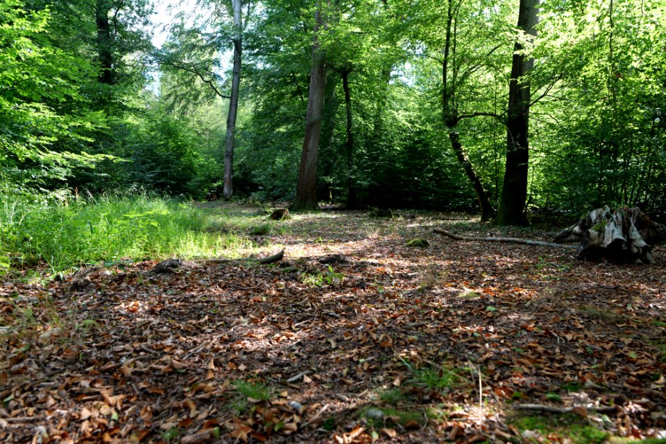 Herrenwald Stadtallendorf 2020-08-21 15