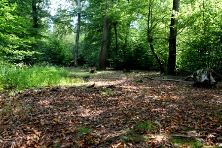 Herrenwald Stadtallendorf 2020-08-21 15