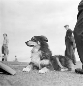 Herders en hun honden volgen de wedstrijd, Bestanddeelnr 255-8811