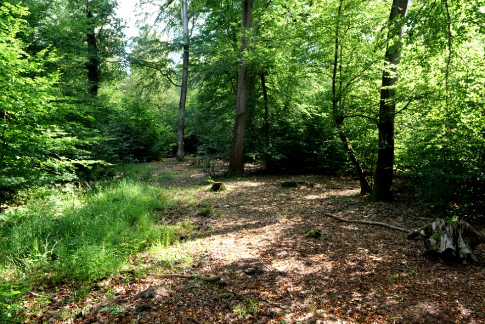 Herrenwald Stadtallendorf 2020-08-21 11