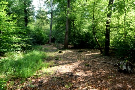 Herrenwald Stadtallendorf 2020-08-21 11