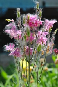 Flowers poplar pooh