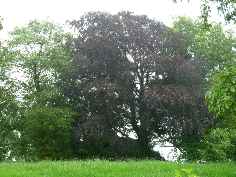 Herderen-Tumulus van Herderen (De La Brassinnestraat) (2)
