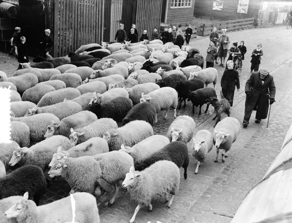 Herder Mouw met schapen in Harlingen, Bestanddeelnr 904-8307