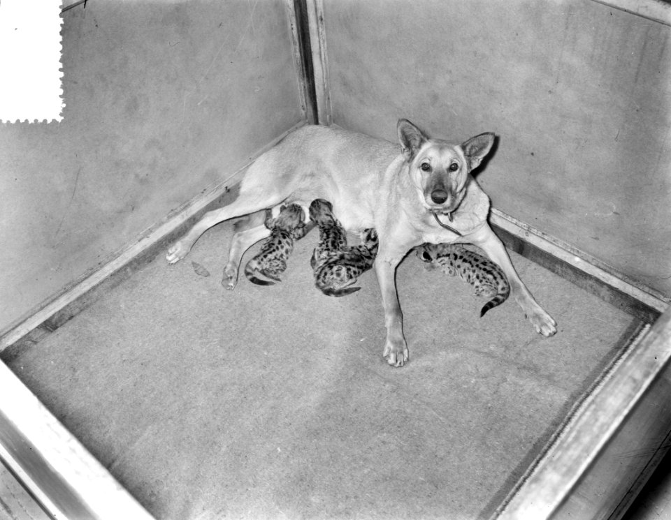 Herdershond Doggy uit Soest zoogt vier jonge poemas in Artis, Bestanddeelnr 908-1140