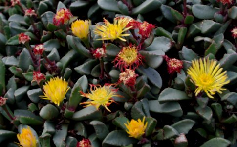 Hereroa tugwelliae - Kew Gardens