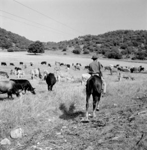 Herder te paard met kudde runderen in een heuvelachtig en boomrijk landschap, Bestanddeelnr 255-4628