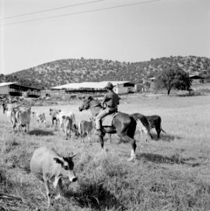 Herder te paard met kudde runderen in een heuvelachtig en boomrijk landschap me…, Bestanddeelnr 255-4629