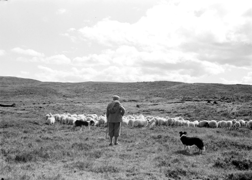 Herder met zijn hond en schapenkudde, Bestanddeelnr 255-8809