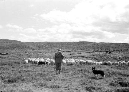Herder met zijn hond en schapenkudde, Bestanddeelnr 255-8809